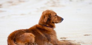 In vacanza con Fido: le spiagge dove divertirvi e prendere il sole con il vostro amico quattrozampe