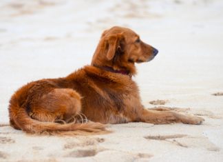 In vacanza con Fido: le spiagge dove divertirvi e prendere il sole con il vostro amico quattrozampe